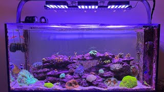 Experience The Visual Impact Of ReeFi Uno 20 Pro Reef Lights [upl. by Home]