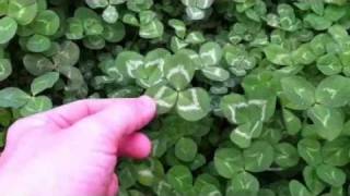 How to Find a 4Leaf Clover [upl. by Waneta]