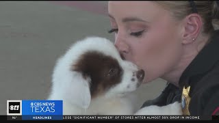 Abandoned in the heat and left to die Tarrant County deputies helping puppies find homes [upl. by Herzberg]