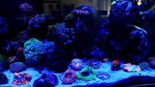 AF Aquaforest LPS NP 1500L Probiotic Reef Salt  Le 아쿠아포레스트 LPS Np1500L 프로바이오틱 리프 솔트 [upl. by Hakan]