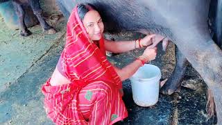 Milking by hand for buffalo  Hand Milking buffalo  Drinking milk buffalo  udder buffalo [upl. by Hbaruas]