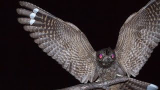 Lelek kozodój Ziegenmelker Eurasian Nightjar Обыкновенный козодой Caprimulgus europaeus cal [upl. by Nocam]