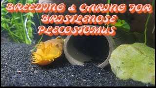 Bristlenose Plecos Breeding and Care [upl. by Viola]