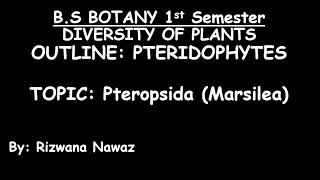 Pteropsida Marsilea by Rizwana Nawaz [upl. by Flagler]