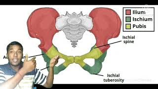 Anatomy of Hip bone innominate bonepelvis boneiliumischiumpubis  full Discuss\\Very easy💪💪 [upl. by Aray485]