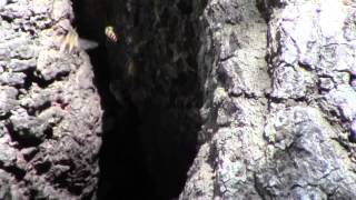 Western Honey Bees Apis mellifera at a Hive in a Tree Hole [upl. by Oidale]