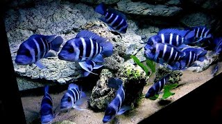 Top 5 Luxury Frontosa Cichlid Tank Setup  Blue Zaire Frontosa Aquarium [upl. by Anniram874]