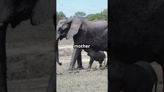 Elephant Birth A Unique Journey 🐘 [upl. by Paschasia]