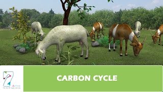 CARBON CYCLE [upl. by Lindsey256]