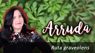 Arruda – Ruta graveolens [upl. by Hairehcaz]