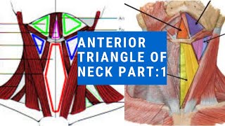 Anterior Triangle of Neck  Triangles of Neck  Head amp Neck [upl. by Kunz]