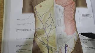 Cutaneous nerve supply of Anterior abdominal wall  Nashai Medicose [upl. by Kral716]