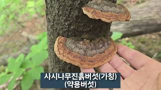 24525산삼산행에서 만난 산삼 상황진흙버섯구목질진흙버섯 사시나무진흙버섯가칭 옥잠화 및 앉은부채 [upl. by Pisano872]