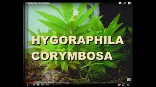 Hygoraphila Corymbosa [upl. by Shani]