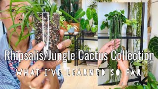 RhipsalisJungle Cactus Collection  Care amp Propagation [upl. by Buehrer]