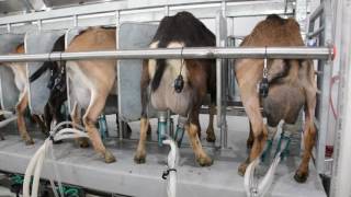 Machine Milking Dairy Goats [upl. by Giesecke]