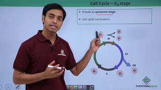 Class 11th  Cell Cycle – G0 Stage  Cell Cycle and Cell Division  Tutorials Point [upl. by Menell]