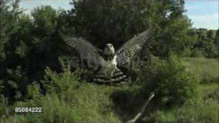 Harpy Eagle Harpia harpyja Info in description [upl. by Carolee789]