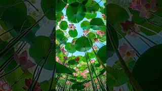 Beautiful Nelumbo nucifera🥰🥰shorts nature flowers viral [upl. by Duwad543]