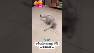 Caddish funny video🤣🤣😂🤣😅😂Mamtaz5t [upl. by Yrac435]