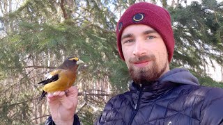 A Rare Interloper  The Evening Grosbeak [upl. by Lebasiairam]