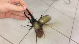 Largest beetle in the world flies [upl. by Fisoi]