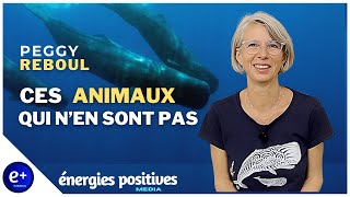 Ces ANIMAUX qui NEN SONT PAS avec Peggy Reboul  Énergies Positives Média [upl. by Netsirt751]