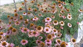 Echinacea Purpurea Purple Coneflowers for Immune System Support [upl. by Cuthbert]