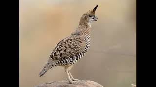 Philortyx fasciatus Barred Quail [upl. by Riki90]