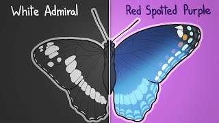 How two butterflies became one [upl. by Combs]