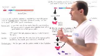 Tryptophan Operon [upl. by December]