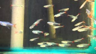 35cm Glass Bloodfin Tetra [upl. by Orat815]