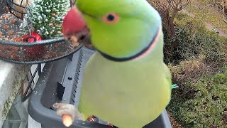 Wild London Parakeet close up eating on flower basket perch 161223 [upl. by Melloney]