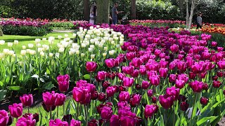 Keukenhof 2022 in full bloom  A fairytalelike garden full of color  4K [upl. by Raye]