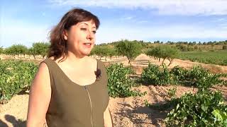 Reportaje Bodegas Xenysel Jumilla 2019 [upl. by Perkin]