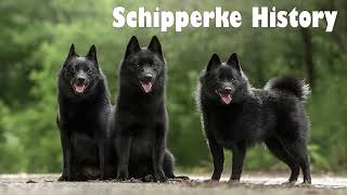 Podcast 141 Schipperke History  The “Little Captain” of Belgian dockyards [upl. by Marinelli]