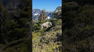 📍North Cascades National Park WA 🐐🏔️ [upl. by Kam]