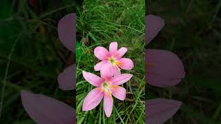 Rain lily Zephyranthes beautiful youtube horticulture gardendesign gardenlandscaping landscape [upl. by Idoc]