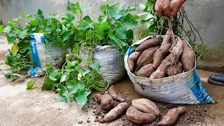 Tips for growing sweet potatoes from tubers for many bulbs and extremely high yield [upl. by Mulligan511]