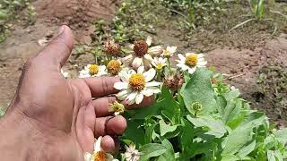 chrysanthemum plants care tips best flowing plant in summer season guldaudi plant stocks [upl. by Aivirt]