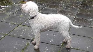 Dog Breed Video Lagotto Romagnolo [upl. by Aicenav]