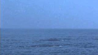 Whale Watching in Mirissa  The Blue Whale Part 1 [upl. by Agon238]