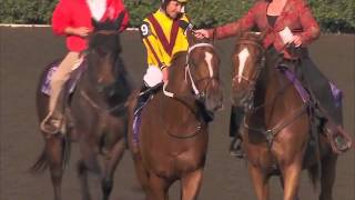 Ravens Pass wins the Breeders Cup Classic 2008 [upl. by Kristy]