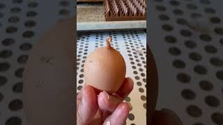 Weird egg shape viralvideo countryliving viral farmerlife egg country [upl. by Deron]