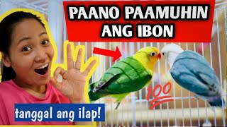 TIPS PAANO MAPAAMO ANG IBONG MAILAP  PAGPAPAAMO NG MAILAP NA IBON  Munting Ibunan [upl. by Varian]