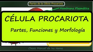 La Célula Procariota Partes y Funciones Morfología Bacterias Biología Células [upl. by Oeflein]