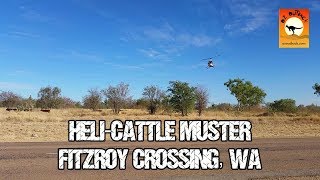 Helicopter cattle mustering  Fitzroy Crossing Western Australia [upl. by Cornish]