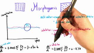 Activator Inhibitor  Differential Equations in Action [upl. by Nylorak198]