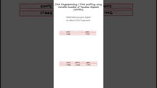 DNA profiling or DNA fingerprinting using RFLPs and VNTR probes genetics biology forensics [upl. by Eedoj]