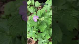 Plant Spotlight  Wild Geranium Geranium maculatum [upl. by Sher]